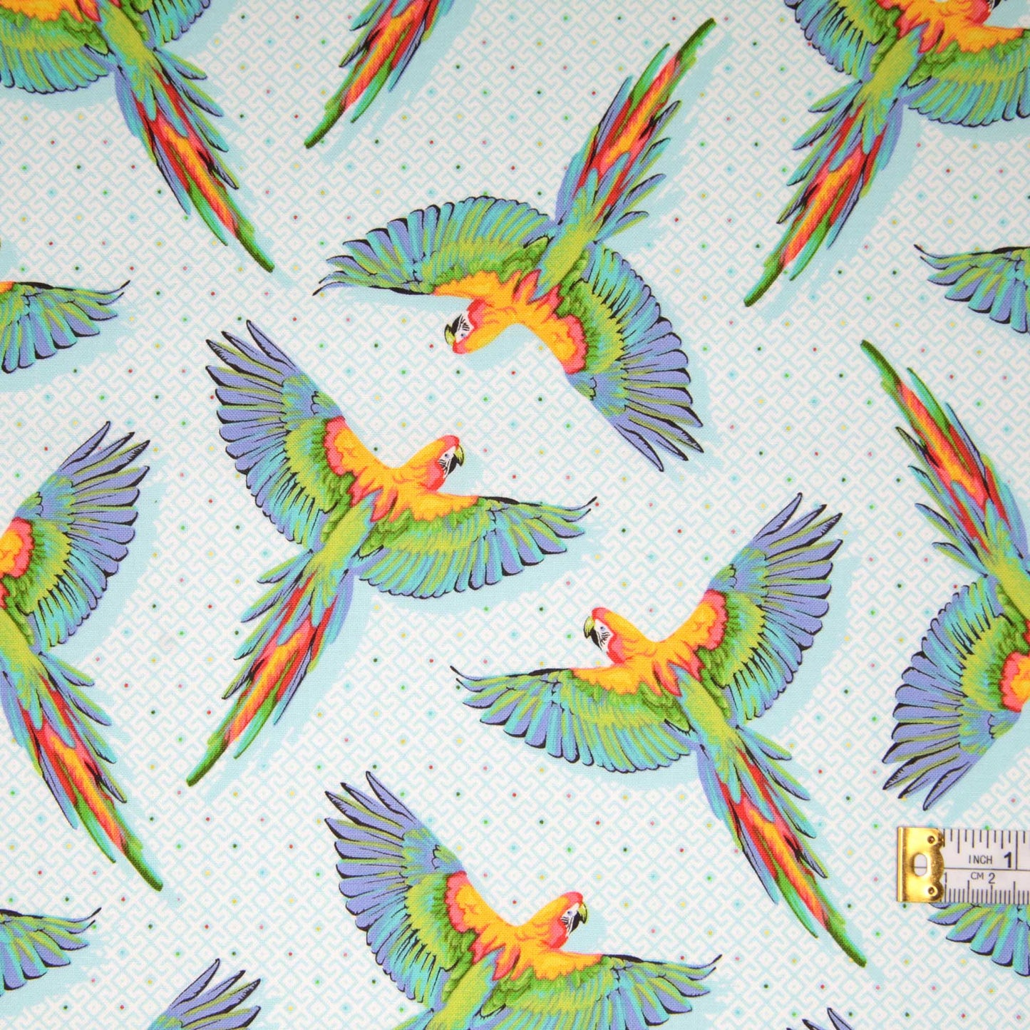 Daydreamer - Macaw Ya Later